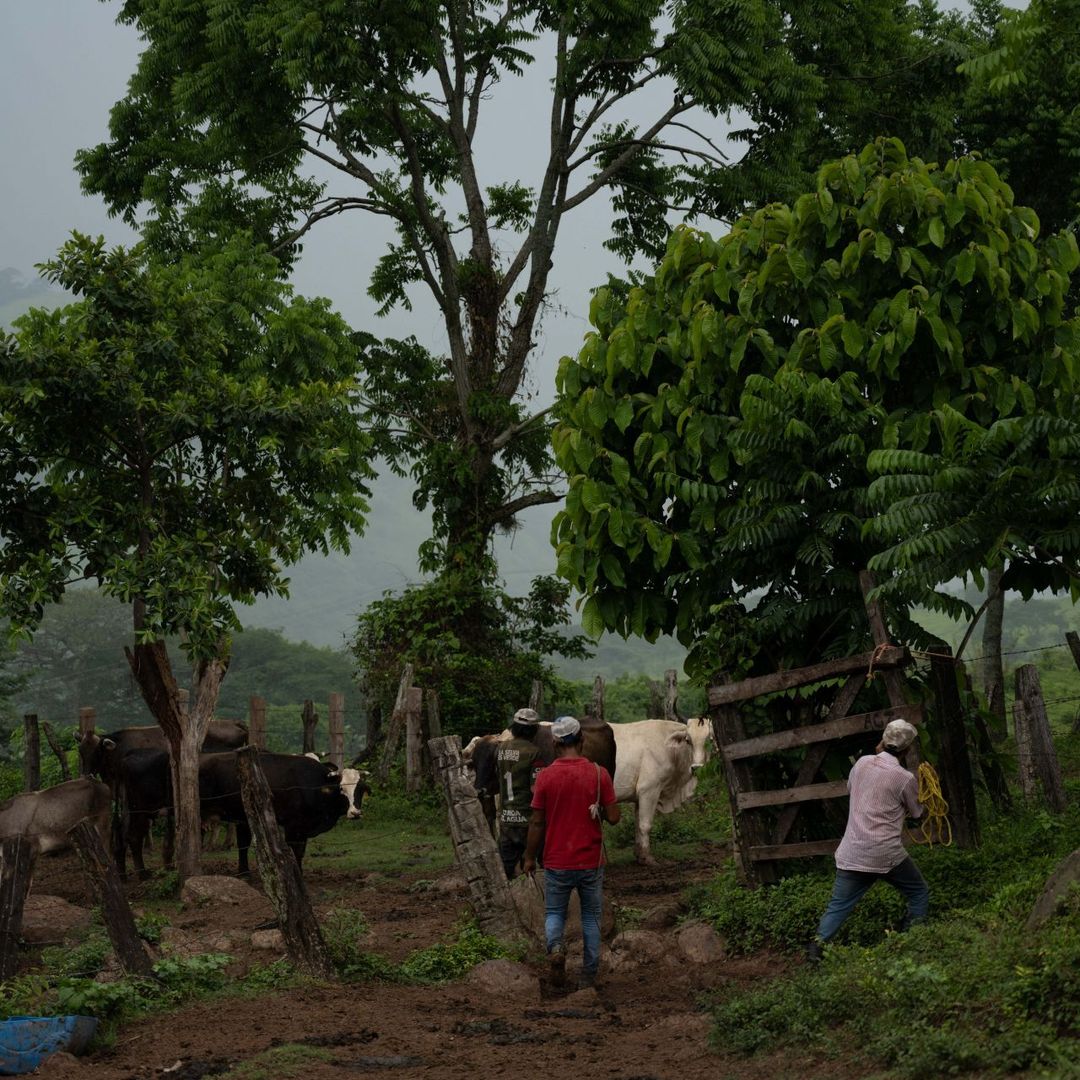 Confirman Primera Muerte Humana por Gusano Barrenador en Veracruz